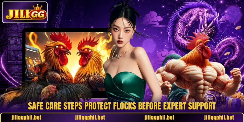 Safe care steps protect flocks before expert support Safe care steps protect flocks before expert support